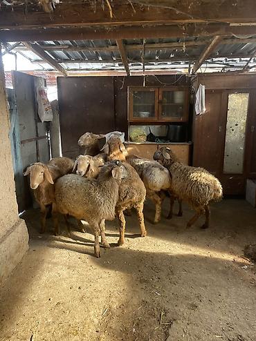 Баран, овца: Продаю | Ягненок, Баран (самец) — 7