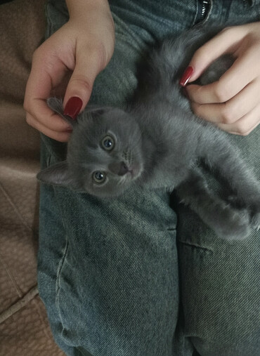 Pişiklər: Boz rəngli balaca pişik balası Salam. bu ayın 11i 4 cü ayına — 2