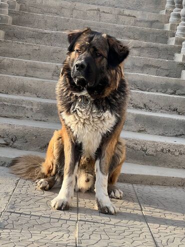 баран живой: Московский стражевой пёс ищет девочку для вязки