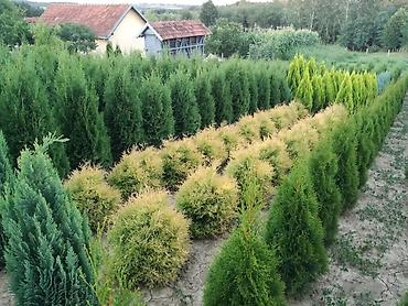 parksajd alati: Prodajem tuje svih vrsta i veličina, idealne za živu ogradu i — 9