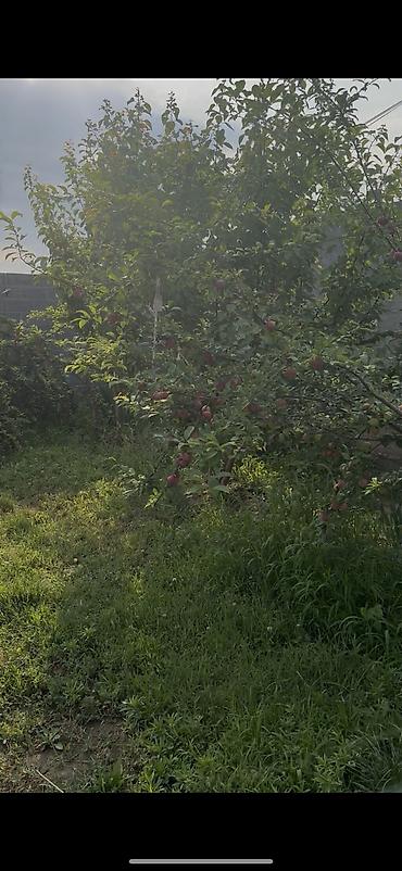 Продажа участков: 8 соток, Для строительства, Красная книга at lalafo.kg — 5 Продажа участков: 8 соток, Для строительства, Красная книга — 5