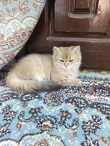 шотландские котята купить: Скотиш Фолд (Шотландская вислоухая), 3 месяца, Мальчик, Золотая шиншилла, Приучена к лотку — 5