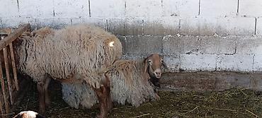 собака охотничные: Продаю | Баран (самец) | Для разведения | Матка — 2