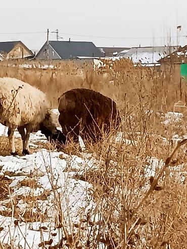 Баран, овца: Продаю | Овца (самка) | Для разведения — 13