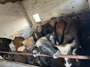 Рогатый скот: Xaricde dogulub ferma seraitinde boyume heyvanlar ilk 2 ayi — 1