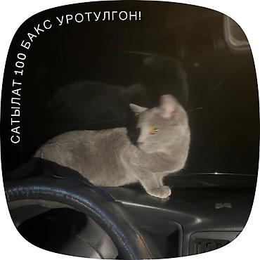 Русская голубая, 9 месяцев, Девочка, Серый at lalafo.kg Русская голубая, 9 месяцев, Девочка, Серый