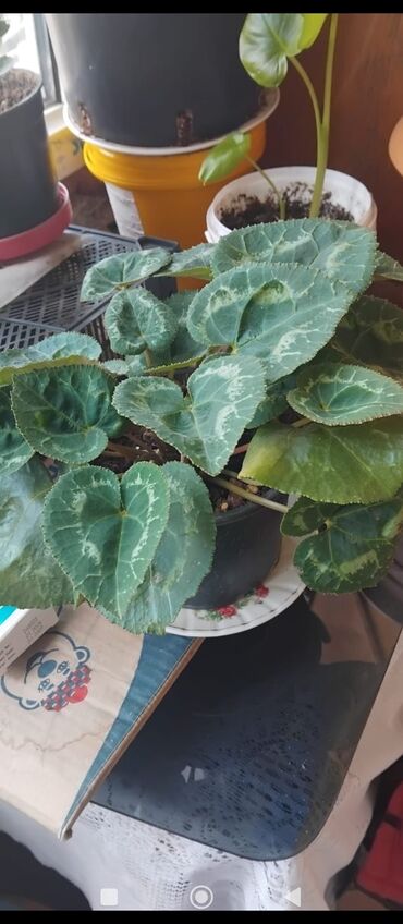 Otaq bitkiləri: Məhsul: Otaq gülləri (saksıda) Təsvir: - Şəkillərdə müxtəlif — 3