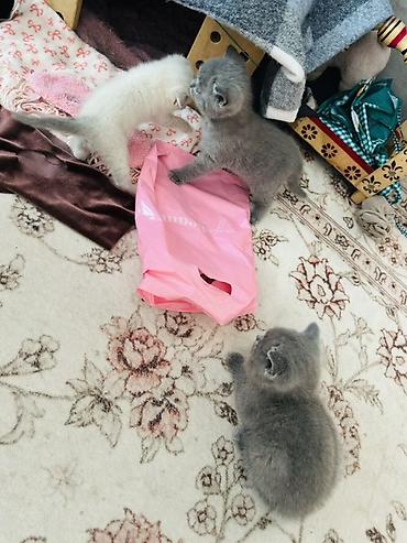 кошки британцы цена: Британские короткошёрстные котята - Окрас: голубой (плюшевые серые — 4