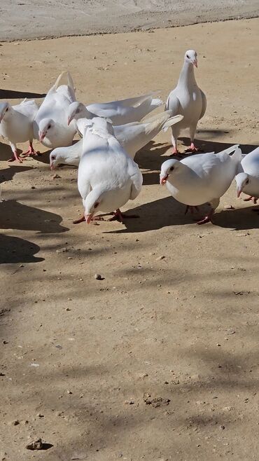 возьму котенка бесплатно: Drakonlar satilir 20 azn bir ededi. 25 eded var hopdumda satilir real
