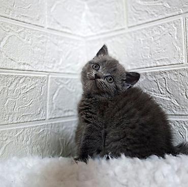 Продажа кошек: Продаётся шотландская девочкаскоттиш-страйт,окрас голубой,возраст at lalafo.kg — 10 Продажа кошек: Продаётся шотландская девочкаскоттиш-страйт,окрас голубой,возраст — 10