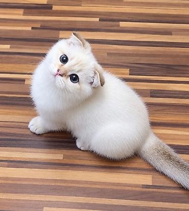 ragdoll pisik: Şotland yastı qulaq — 1