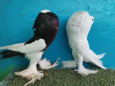 Göyərçinlər: Satilir pomeran Dutular 2 Cut Var cutu 120 Manatdi Bir cut Ag Qara Var — 26