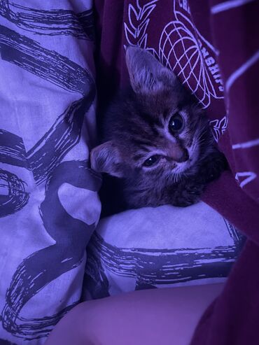 сиамский котенок: Котенок. 2 месяца, приручен к лотку