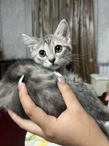 шотландская мраморная кошка: Кошка даром: Скотиш Страйт (Шотландская прямоухая), 3 месяца, Девочка, Приучена к лотку, Проглистована