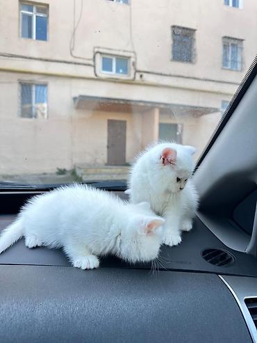 Pişiklər: Britan — 5