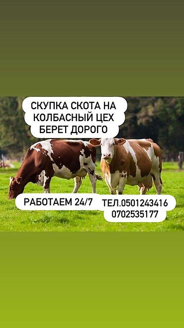 бычки парода: Берём скот на зобой в колбасный цех дорого коров быков телок лошадей — 1