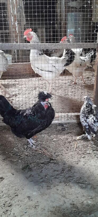 Şkbankalar 40manat 2si
qara ağ baş 20manat
əlaqə nömrəsi:055-611-34-84