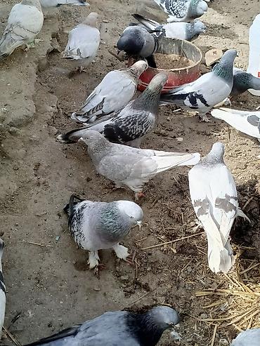 Quşlar: Orginal Hazır Yumurtaya Döyən boz çakmaklılar Satışa çıxdı. Quş çox — 2