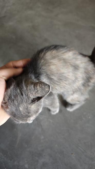отдам даром котенка бишкек: Кошка даром: Беспородная, 1 месяц, Девочка — 1