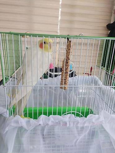 Digər quşlar: Corella rucnoydu tecili satilir — 3