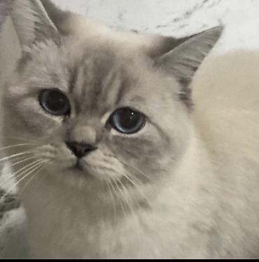 Pişiklər: Britan — 1