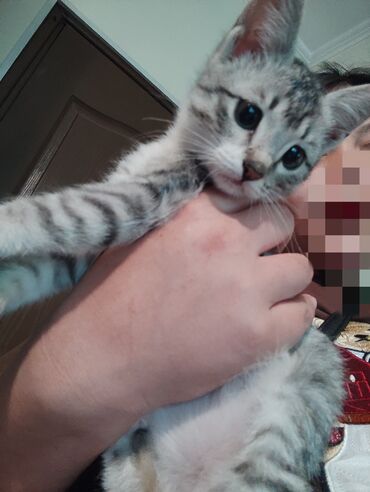 кошка кот: 3 месяца, Мальчик, Приучена к лотку, Проглистована