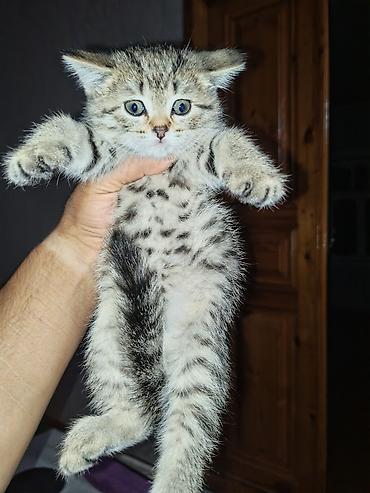 piwik satiwi: Tabbi — 3