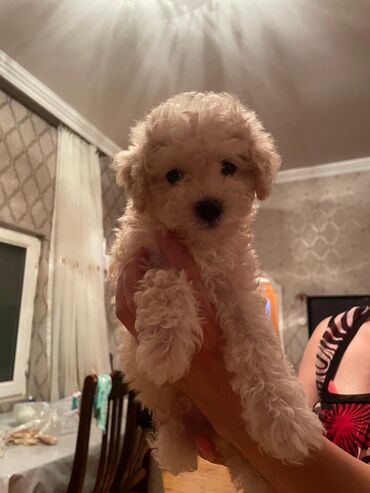 İtlər: Pudel, 2 ay, Dişi, Ünvandan götürmə, Ödənişli çatdırılma, Pulsuz çatdırılma