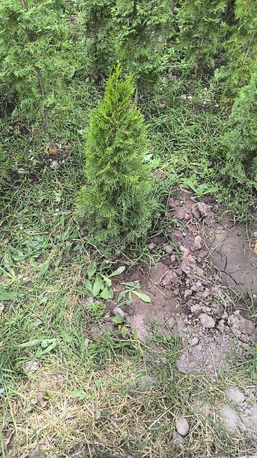 Декоративные деревья: Саженцы деревьев: Туи — 5