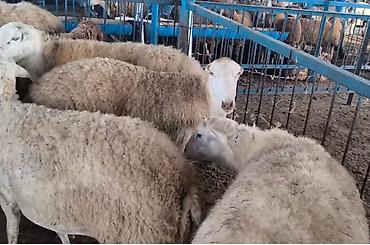 quba heyvan satisi: Təsərrüfat üçün sağlam və damazlıq keyfiyyətinə malik 10 baş ana — 2