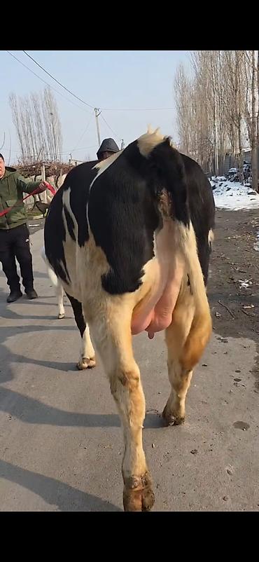 Inəklər, öküzlər: Südlük inək buzovla birlikdə - Cins: Holşteyn tipli, ağ-qara rəngli - — 9