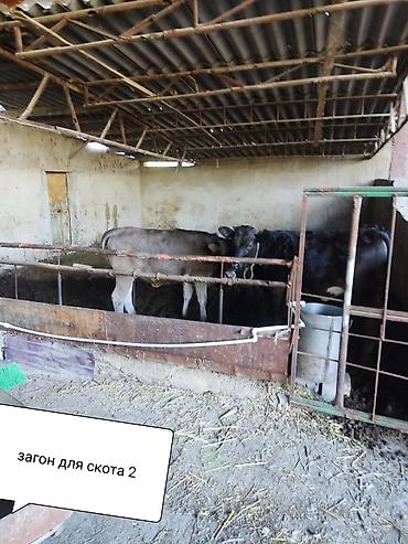 Продажа коттеджей и домов: Продам очень большой благоустроенный дом 250кв м жилая площадь — 14