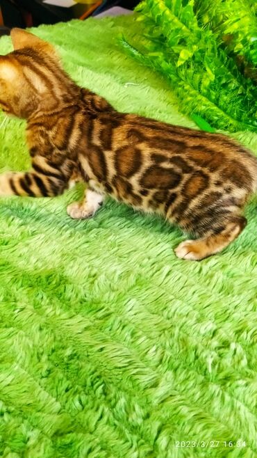 Продажа кошек: Друзья!! Проф питомник Бен Гла Мур Предлагает Шикарных элитных — 26