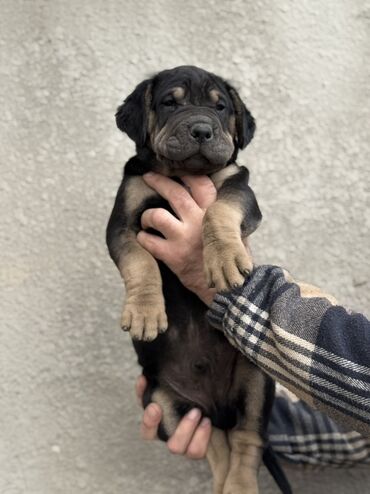 Продажа собак: Шарпей, 2 месяца, Самец — 9