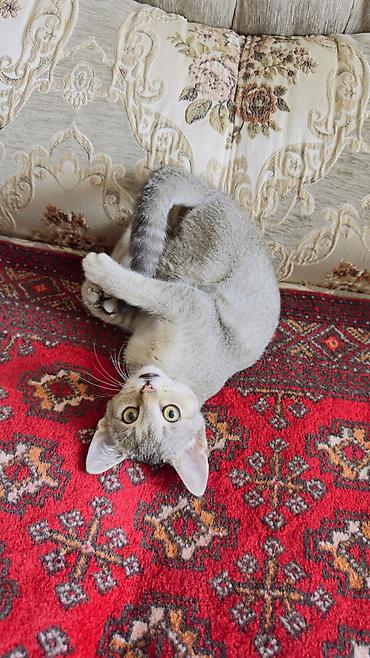 Животные: 3 месяца, Девочка, Приучена к лотку — 8