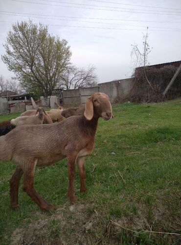 продаю кролик: Арашан козу внучка гиганта 5 месятса