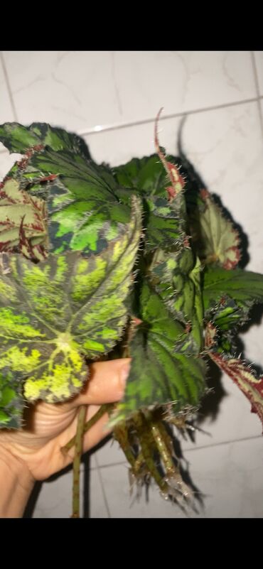 Otaq bitkiləri: Beqonya yarpaqlari koklu biri 1 azn. Minimum 5 ede satilir. Catdirilma — 5