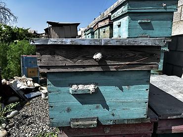 Ящики: Деревянный Ящик, Б/у — 12