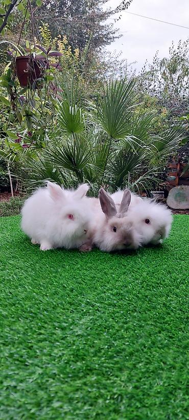 bala pişik pulsuz: Angora tipli uzun tüklü dekorativ dovşanlar - Növ: Uzun tüklü (angora — 6