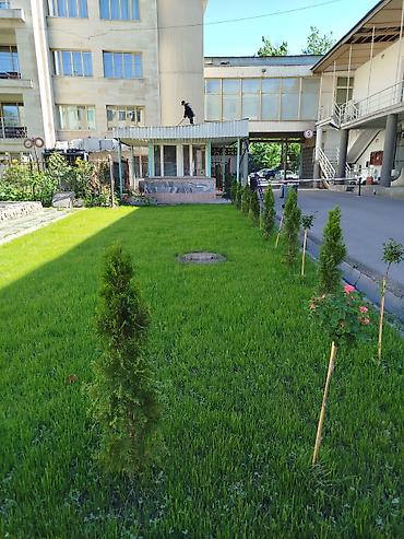Семена газона: Газон урук DLF линейка Универсал 🌱 SUN, Для солнечных и открытых мест — 14