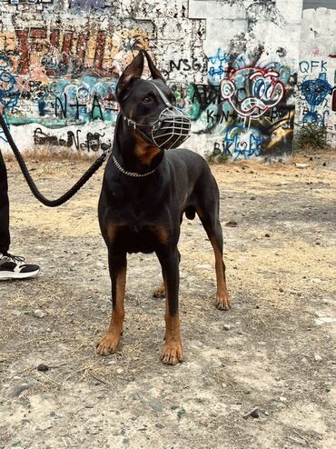 xalli itler: Doberman, 7 il, Erkek, Cütləşmə üçün