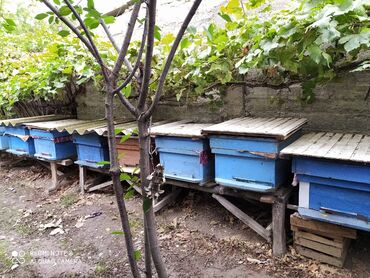 ana arı satışı: Arı satılır 150 manat