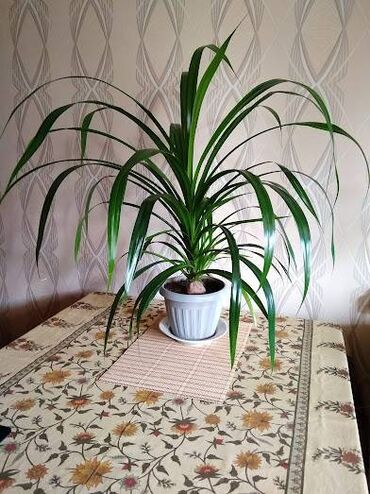 веерная пальма ливистона: Роскошный цветок для дома и офиса, особенно актуален в больших