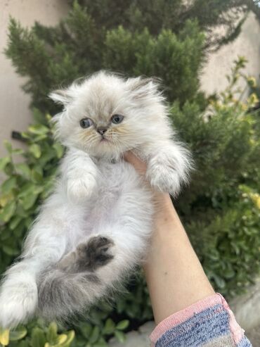 Pişiklər: Fars -da lalafo.az — 15 Pişiklər: Fars — 15