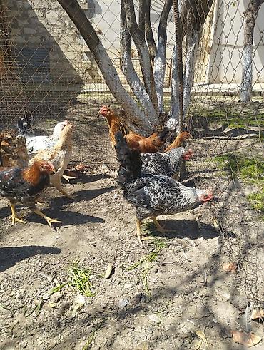 Xoruzlar: Xoruz, il: <1, Ünvandan götürmə — 10