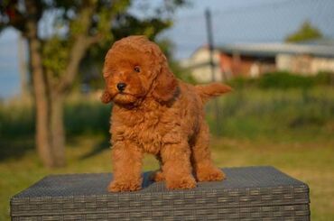 Psi: Toy pudle Odgajivacnica "Team AS Trajkovic" u ponudi ima prelepe toy — 6