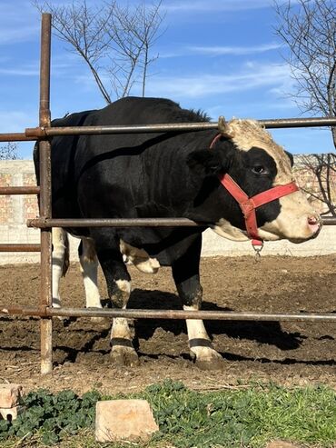 усыпление животных бишкек: Сатам | Бука (эркек) | Симментал | Көбөйтүү үчүн | Асыл тукумдуу lalafo.kg да усыпление животных бишкек: Сатам | Бука (эркек) | Симментал | Көбөйтүү үчүн | Асыл тукумдуу