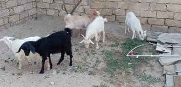 arpa toxumu satışı: Erkək, Zanen, il: 5, Damazlıq, Ətlik, Südlük, Ünvandan götürmə