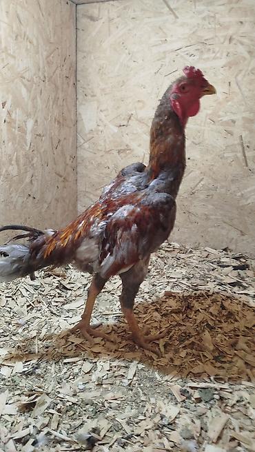 когучкон фото: Продаю | Куры — 2
