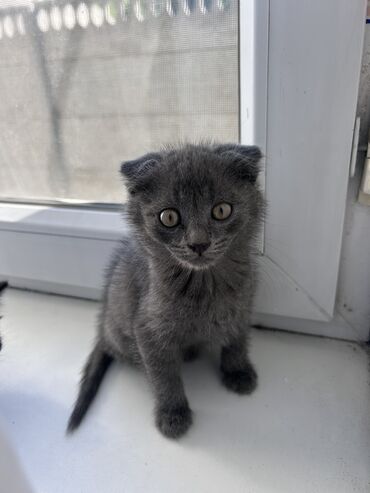лысый кот: Продается породистый смешанный вислоухий котенок, мальчик. Ест, пьет